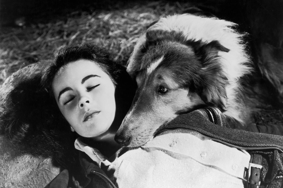 Lassie Come Home 1200x800